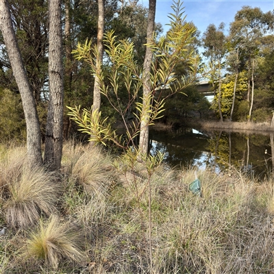 Acacia rubida (Red-stemmed Wattle, Red-leaved Wattle) at Kaleen, ACT - 8 Aug 2025 by Hejor1