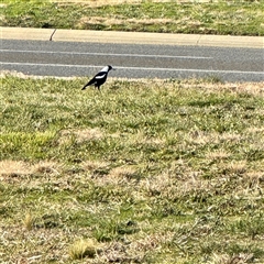 Gymnorhina tibicen (Australian Magpie) at Kaleen, ACT - 8 Aug 2025 by Hejor1