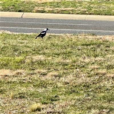Gymnorhina tibicen (Australian Magpie) at Kaleen, ACT - 8 Aug 2025 by Hejor1