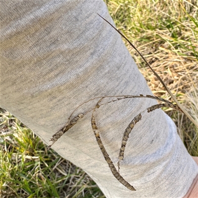 Paspalum dilatatum (Paspalum) at Kaleen, ACT - 8 Aug 2025 by Hejor1