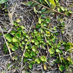 Modiola caroliniana (Red-flowered Mallow) at Kaleen, ACT - 8 Aug 2025 by Hejor1