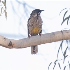 Anthochaera carunculata (Red Wattlebird) at Hawker, ACT - 6 Aug 2025 by AlisonMilton