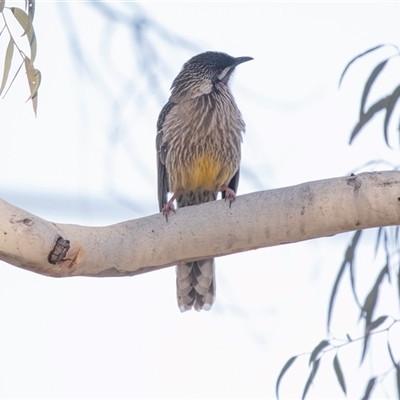 Anthochaera carunculata (Red Wattlebird) at Hawker, ACT - 6 Aug 2025 by AlisonMilton