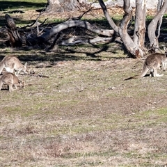 Macropus giganteus (Eastern Grey Kangaroo) at Hawker, ACT - 6 Aug 2025 by AlisonMilton