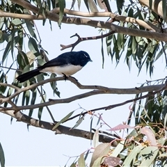Rhipidura leucophrys (Willie Wagtail) at Hawker, ACT - 6 Aug 2025 by AlisonMilton