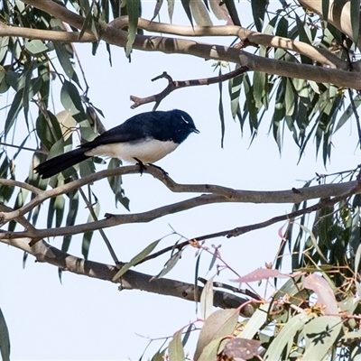 Rhipidura leucophrys (Willie Wagtail) at Hawker, ACT - 6 Aug 2025 by AlisonMilton