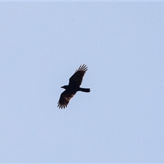 Corvus coronoides (Australian Raven) at Hawker, ACT - 6 Aug 2025 by AlisonMilton