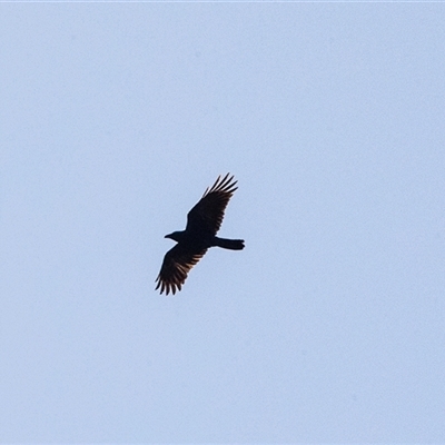 Corvus coronoides (Australian Raven) at Hawker, ACT - 6 Aug 2025 by AlisonMilton