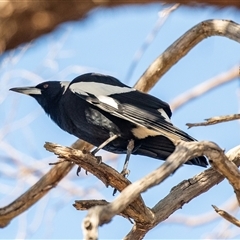 Gymnorhina tibicen (Australian Magpie) at Hawker, ACT - 6 Aug 2025 by AlisonMilton