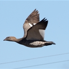 Chenonetta jubata (Australian Wood Duck) at Hawker, ACT - 6 Aug 2025 by AlisonMilton