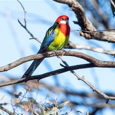 Platycercus eximius (Eastern Rosella) at Hawker, ACT - 6 Aug 2025 by AlisonMilton