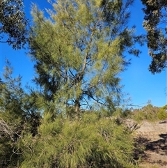 Casuarina cunninghamiana subsp. cunninghamiana (River She-Oak, River Oak) at Duffy, ACT - 6 Aug 2025 by KevGuevara