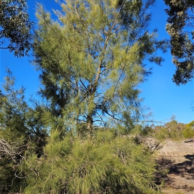 Casuarina cunninghamiana subsp. cunninghamiana (River She-Oak, River Oak) at Duffy, ACT - 6 Aug 2025 by KevGuevara