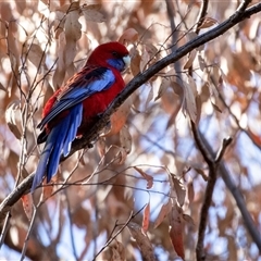 Platycercus elegans (Crimson Rosella) at Hawker, ACT - 6 Aug 2025 by AlisonMilton