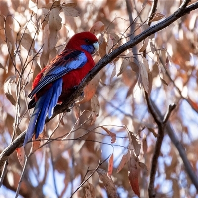 Platycercus elegans (Crimson Rosella) at Hawker, ACT - 6 Aug 2025 by AlisonMilton