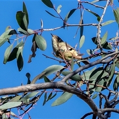 Acanthiza reguloides (Buff-rumped Thornbill) at Hawker, ACT - 6 Aug 2025 by AlisonMilton
