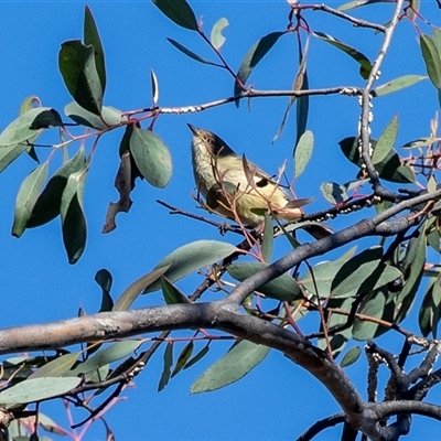Acanthiza reguloides (Buff-rumped Thornbill) at Hawker, ACT - 6 Aug 2025 by AlisonMilton