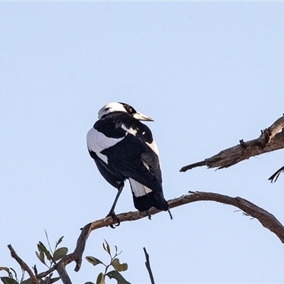 Gymnorhina tibicen (Australian Magpie) at Hawker, ACT - 6 Aug 2025 by AlisonMilton