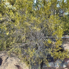 Melaleuca (genus) (A Melaleuca) at Kaleen, ACT - 8 Aug 2025 by Hejor1