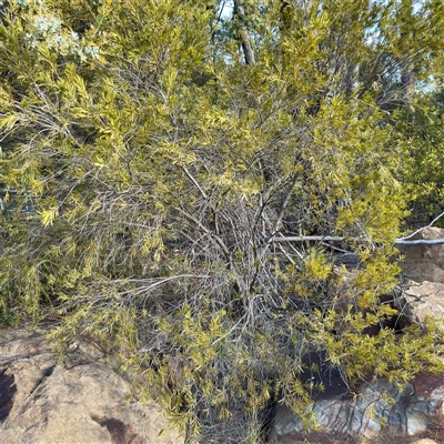 Melaleuca (genus) (A Melaleuca) at Kaleen, ACT - 8 Aug 2025 by Hejor1