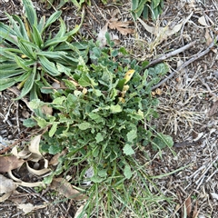 Hirschfeldia incana (Buchan Weed) at Kaleen, ACT - 8 Aug 2025 by Hejor1