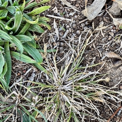 Eleusine tristachya (Goose Grass, Crab Grass, American Crows-Foot Grass) at Kaleen, ACT - 8 Aug 2025 by Hejor1