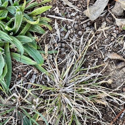 Eleusine tristachya (Goose Grass, Crab Grass, American Crows-Foot Grass) at Kaleen, ACT - 8 Aug 2025 by Hejor1