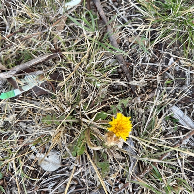 Taraxacum sp. (Dandelion) at Kaleen, ACT - 8 Aug 2025 by Hejor1