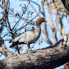 Chenonetta jubata (Australian Wood Duck) at Hawker, ACT - 6 Aug 2025 by AlisonMilton