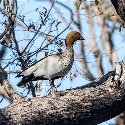 Chenonetta jubata (Australian Wood Duck) at Hawker, ACT - 6 Aug 2025 by AlisonMilton