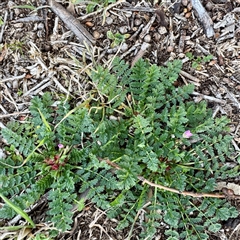 Erodium cicutarium (Common Storksbill, Common Crowfoot) at Kaleen, ACT - 8 Aug 2025 by Hejor1