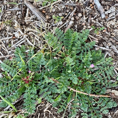 Erodium cicutarium (Common Storksbill, Common Crowfoot) at Kaleen, ACT - 8 Aug 2025 by Hejor1