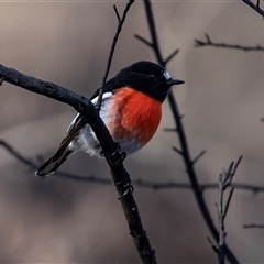 Petroica boodang (Scarlet Robin) at Hawker, ACT - 6 Aug 2025 by AlisonMilton