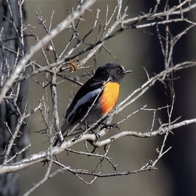 Petroica boodang (Scarlet Robin) at Hawker, ACT - 6 Aug 2025 by AlisonMilton