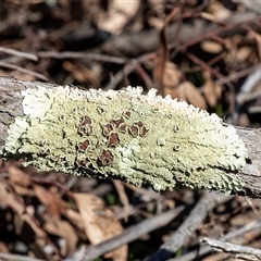 Unverified Lichen at Hawker, ACT - 6 Aug 2025 by AlisonMilton