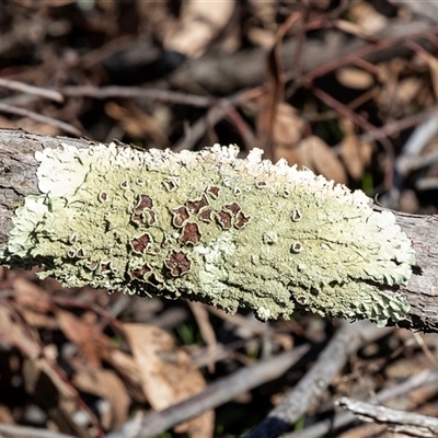 Unverified Lichen at Hawker, ACT - 6 Aug 2025 by AlisonMilton