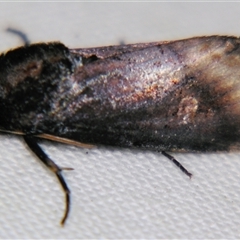 Brithys crini (Lily Borer (Noctuidae) by PJH123