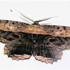 Chorodna AH01 (A Geometrid moth (Ennominae)) by PJH123