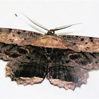 Chorodna AH01 (A Geometrid moth (Ennominae)) at  - suppressed by PJH123