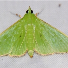 Parotis (genus) (A Crambid moth (Spilomelinae)) by PJH123