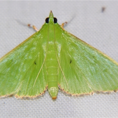 Parotis (genus) (A Crambid moth (Spilomelinae)) at  - suppressed by PJH123
