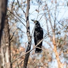 Strepera graculina (Pied Currawong) at Hawker, ACT - 6 Aug 2025 by AlisonMilton