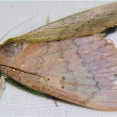 Achaea serva (An Erebid moth (Erebinae) by PJH123