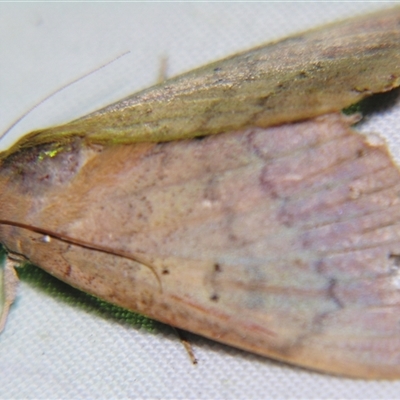 Achaea serva (An Erebid moth (Erebinae) at  - suppressed by PJH123