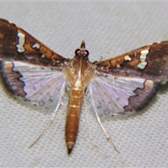 Maruca vitrata (Beanpod Borer) by PJH123
