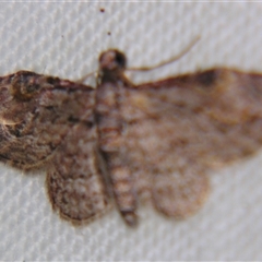 Chloroclystis insigillata (Insigillated Carpet, Larentiinae) at Tamborine Mountain, QLD - 31 Mar 2013 by PJH123