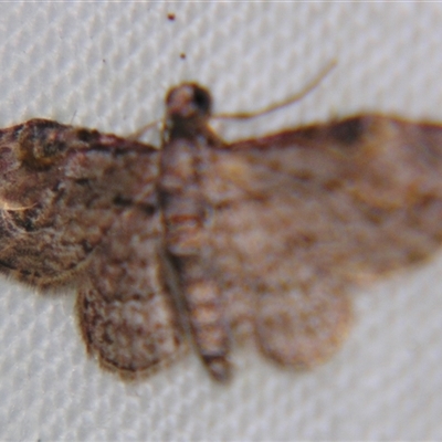 Chloroclystis insigillata (Insigillated Carpet, Larentiinae) at Tamborine Mountain, QLD - 31 Mar 2013 by PJH123