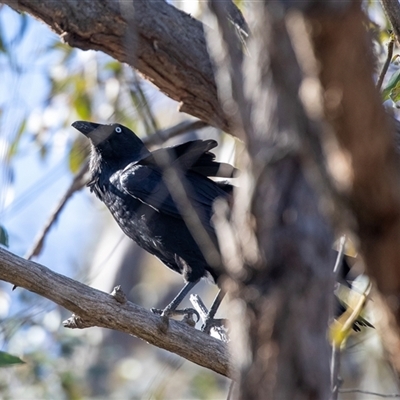 Corvus coronoides (Australian Raven) at Hawker, ACT - 6 Aug 2025 by AlisonMilton