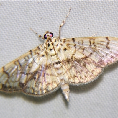 Haritalodes obliqualis (A Crambid moth (Spilomelinae) at  - suppressed by PJH123