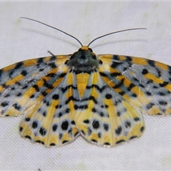 Bracca matutinata (Boarmiinae) by PJH123
